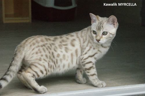 femelle bengal snow mink